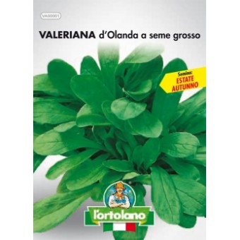 VALERIANA d’Olanda a seme grosso 50g