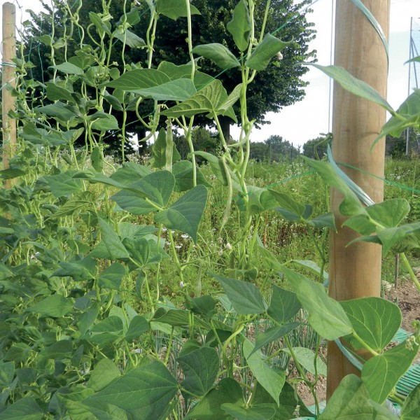 Rete per rampicanti FLORA 1.7X10mt