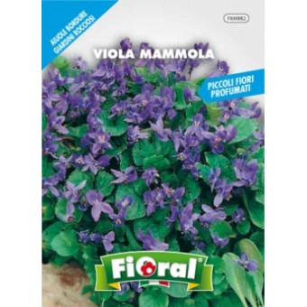 Busta Fioral Viola Mammola