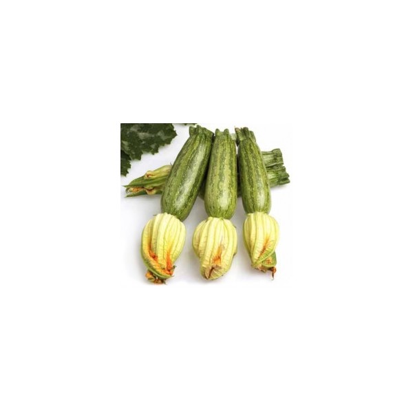 Busta Special Zucchino Grizzly F1