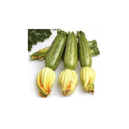 Busta Special Zucchino Grizzly F1
