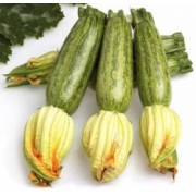 Busta Special Zucchino Grizzly F1
