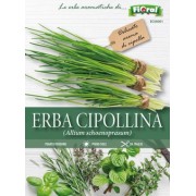Busta Fioral Erba Cipollina