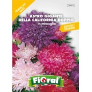 Busta Fioral Astro Gigante della California doppio in miscuglio