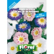 Busta Fioral Convolvolo o Bella di Giorno in miscuglio