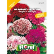 Busta Fioral Garofano dei Poeti doppio in miscuglio