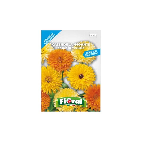 Busta Fioral Calendula Gigante doppia in miscuglio