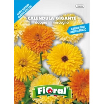 Busta Fioral Calendula Gigante doppia in miscuglio