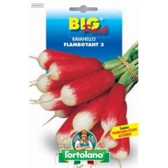 Busta Big Pack Ravanello Flamboyant 3