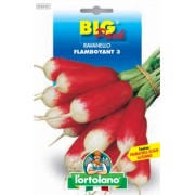 Busta Big Pack Ravanello Flamboyant 3