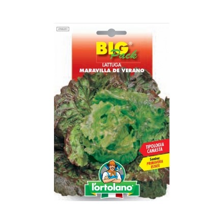 Busta Big Pack Lattuga Maravilla de Verano Tip.Canasta