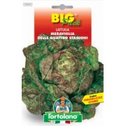 Busta Big Pack Lattuga Meraviglia delle Quattro Stagioni