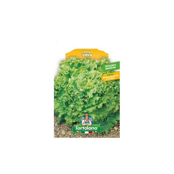 Busta Big Pack Lattuga Sveva Tip.Gentilina