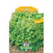 Busta Big Pack Lattuga Sveva Tip.Gentilina