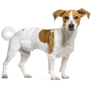 Pannolini neri per Cani Maschi Dipy 12 pz taglia s