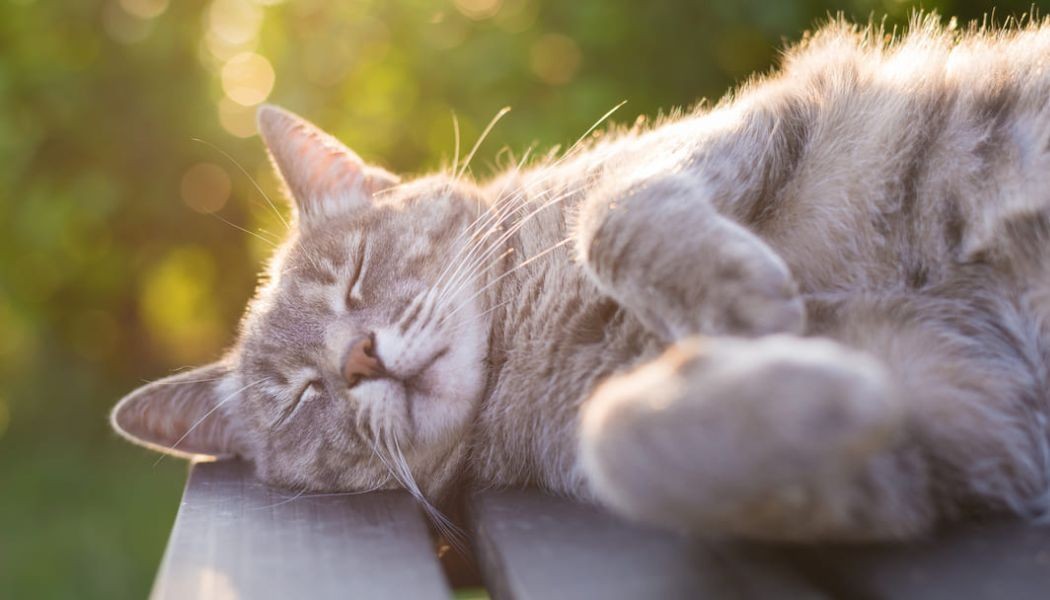 Il tuo gatto ha i calcoli alle vie urinarie?