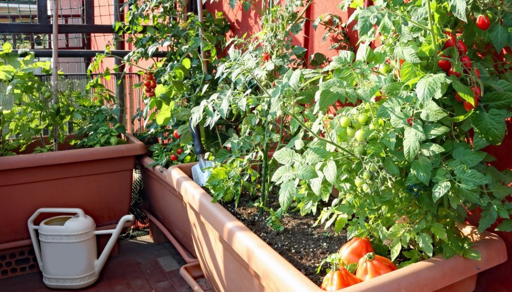 Orto sul balcone: consigli e suggerimenti