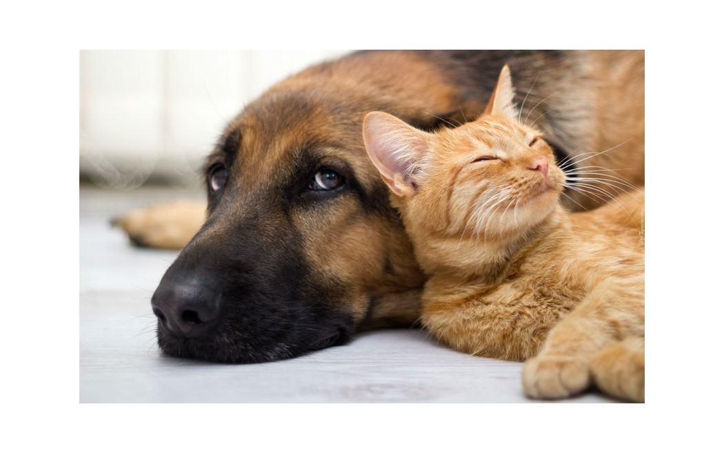 Caldo e cuccioli: 5 consigli per aiutare il tuo cane o gatto a non soffrire in estate