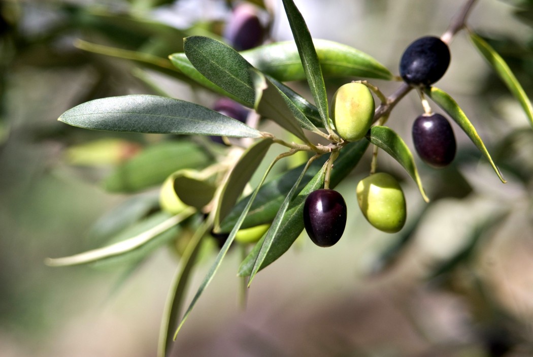 Quanto fanno bene le olive alla salute? 