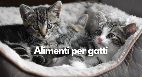 Alimenti per gatti