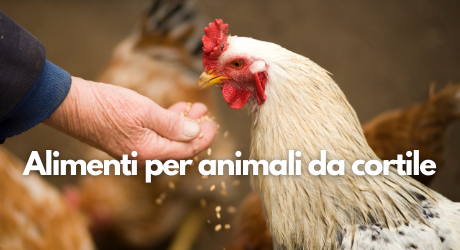 Alimenti per animali da cortile